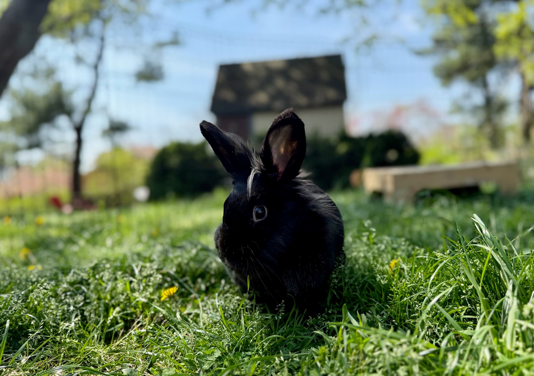 Black rabbit on the lawn