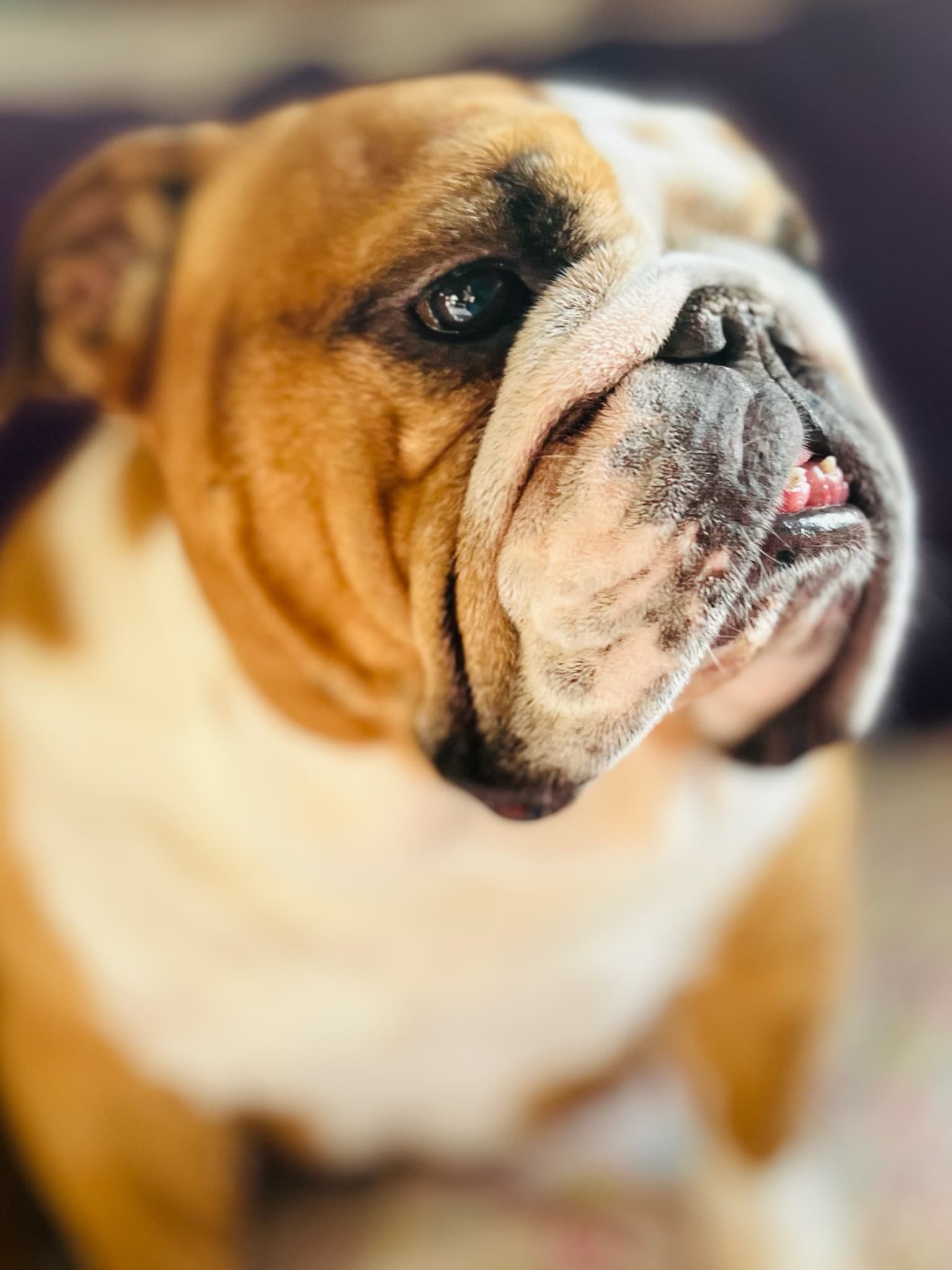 Bulldog closeup