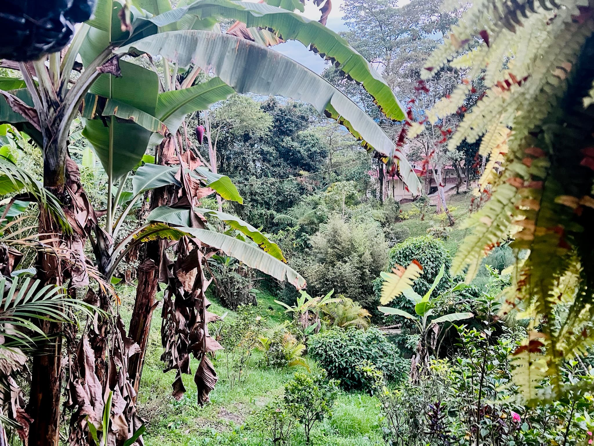Tropical jungle landscape